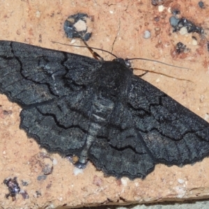 Melanodes anthracitaria at Pollinator-friendly garden Conder - 18 Nov 2023 09:14 PM