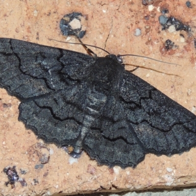 Melanodes anthracitaria (Black Geometrid) at Pollinator-friendly garden Conder - 18 Nov 2023 by michaelb