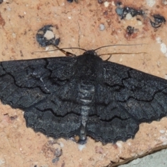 Melanodes anthracitaria at Pollinator-friendly garden Conder - 18 Nov 2023 09:14 PM