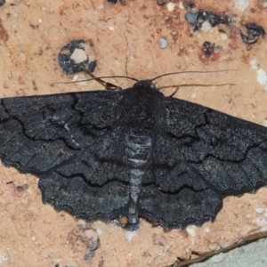 Melanodes anthracitaria at Pollinator-friendly garden Conder - 18 Nov 2023