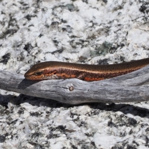 Pseudemoia entrecasteauxii at Namadgi National Park - 25 Mar 2024