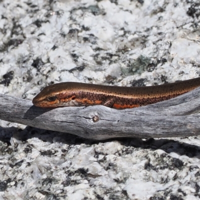 Pseudemoia entrecasteauxii (Woodland Tussock-skink) at Namadgi National Park - 25 Mar 2024 by RAllen