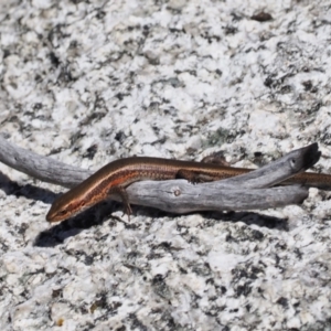 Pseudemoia entrecasteauxii at Namadgi National Park - 25 Mar 2024