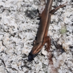 Pseudemoia entrecasteauxii at Namadgi National Park - 25 Mar 2024