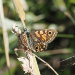 Oreixenica latialis (Small Alpine Xenica) at Cotter River, ACT - 25 Mar 2024 by RAllen