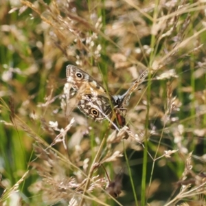 Oreixenica latialis at Namadgi National Park - 25 Mar 2024