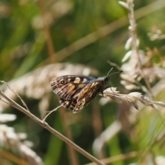 Oreixenica latialis at Namadgi National Park - suppressed