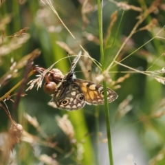 Oreixenica latialis at Namadgi National Park - 25 Mar 2024