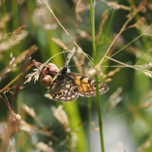 Oreixenica latialis at Namadgi National Park - 25 Mar 2024