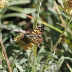 Oreixenica latialis at Namadgi National Park - suppressed