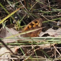 Geitoneura klugii (Marbled Xenica) at Symonston, ACT - 23 Mar 2024 by RAllen