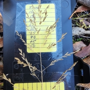 Eragrostis curvula at Mount Taylor - 8 Apr 2024