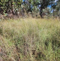 Eragrostis curvula at Mount Taylor - 8 Apr 2024 10:55 AM