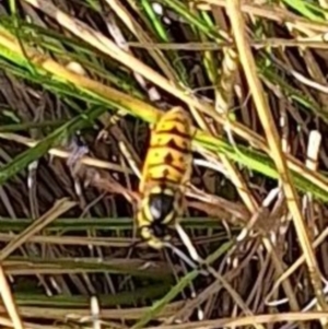 Vespula germanica at Ainslie Volcanics Grassland (AGQ) - 3 Apr 2024 04:14 PM