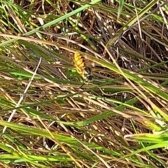 Vespula germanica at Ainslie Volcanics Grassland (AGQ) - 3 Apr 2024 04:14 PM