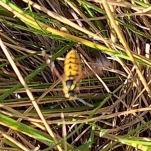 Vespula germanica at Ainslie Volcanics Grassland (AGQ) - 3 Apr 2024