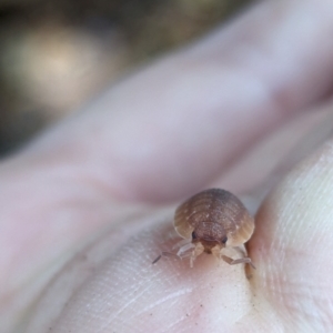 Porcellio scaber at Florey, ACT - 8 Apr 2024