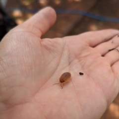 Porcellio scaber at Florey, ACT - suppressed