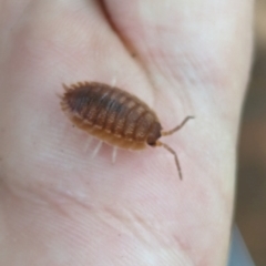 Porcellio scaber at Florey, ACT - 8 Apr 2024