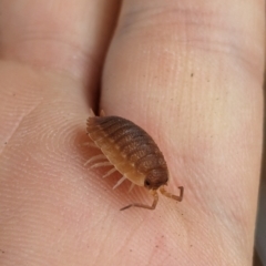 Porcellio scaber at Florey, ACT - 8 Apr 2024