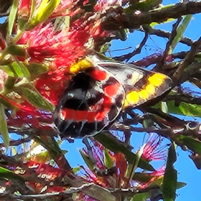 Delias harpalyce (Imperial Jezebel) at Wanniassa, ACT - 8 Apr 2024 by MatthewFrawley