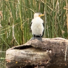 Microcarbo melanoleucos (Little Pied Cormorant) at Watson, ACT - 7 Apr 2024 by Louisab