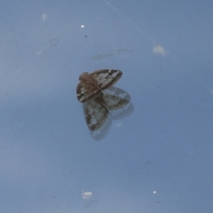 Scolypopa australis at Lyons, ACT - 8 Apr 2024 02:52 PM
