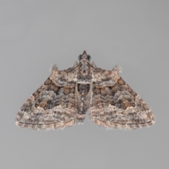 Phrissogonus laticostata (Apple looper moth) at QPRC LGA - 4 Apr 2024 by MarkT