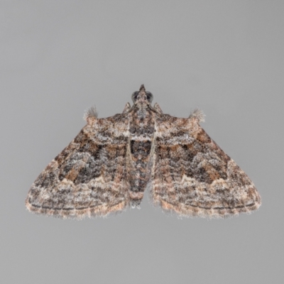 Phrissogonus laticostata (Apple looper moth) at QPRC LGA - 4 Apr 2024 by MarkT