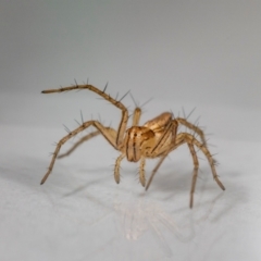 Oxyopes (genus) (Lynx spider) at QPRC LGA - 6 Apr 2024 by MarkT