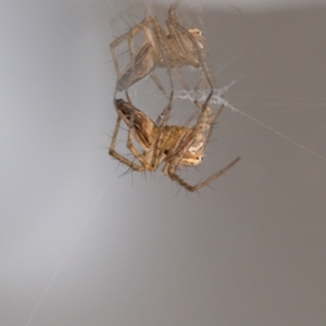 Oxyopes sp. (genus) at QPRC LGA - suppressed