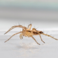 Oxyopes sp. (genus) at QPRC LGA - 6 Apr 2024