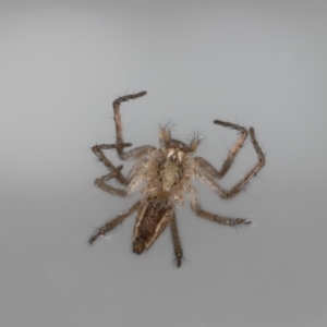 Oxyopes sp. (genus) at QPRC LGA - suppressed