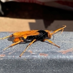 Cryptocheilus bicolor (Orange Spider Wasp) at Whitlam, ACT - 8 Apr 2024 by SteveBorkowskis