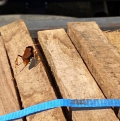 Cryptocheilus bicolor at Whitlam, ACT - 8 Apr 2024