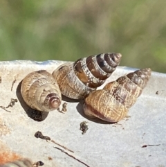 Cochlicella barbara (Small Pointed Snail) at Denman Prospect, ACT - 8 Apr 2024 by SteveBorkowskis