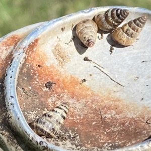 Cochlicella barbara at Molonglo River Reserve - 8 Apr 2024