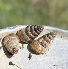 Cochlicella barbara at Molonglo River Reserve - 8 Apr 2024