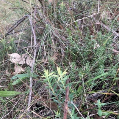 Styphelia triflora (Five-corners) at Mount Majura - 8 Apr 2024 by waltraud