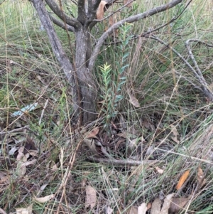 Styphelia triflora at Mount Majura - 8 Apr 2024