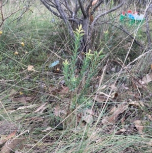 Styphelia triflora at Mount Majura - 8 Apr 2024