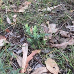 Styphelia triflora (Five-corners) at Watson, ACT - 8 Apr 2024 by waltraud