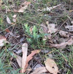 Styphelia triflora (Five-corners) at Mount Majura - 8 Apr 2024 by waltraud