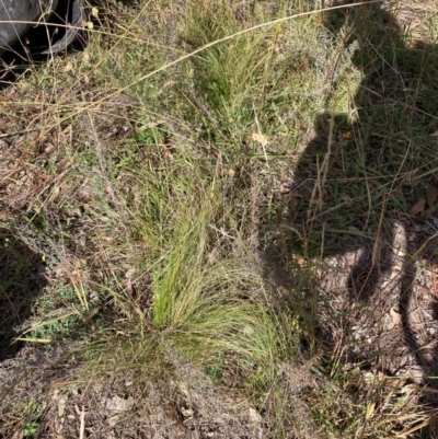 Nassella trichotoma (Serrated Tussock) at Mount Majura - 8 Apr 2024 by waltraud