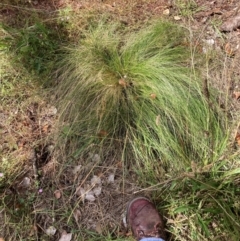 Nassella trichotoma (Serrated Tussock) at Mount Majura - 8 Apr 2024 by waltraud