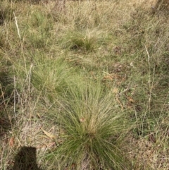 Nassella trichotoma at Mount Majura - 8 Apr 2024