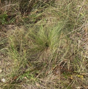 Nassella trichotoma at Mount Majura - 8 Apr 2024