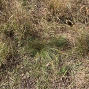 Nassella trichotoma at Mount Majura - 8 Apr 2024