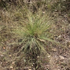 Eragrostis curvula (African Lovegrass) at Mount Majura - 8 Apr 2024 by waltraud