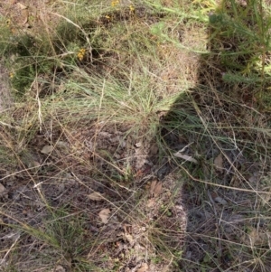 Eragrostis curvula at Mount Majura - 8 Apr 2024 12:51 PM